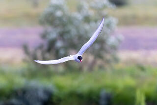 Arctic Tern