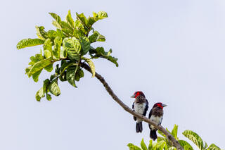 Brown-breasted Barbets