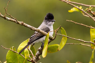White-rumped Sirystes