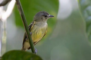 Yellow-crowned Tyrannulet