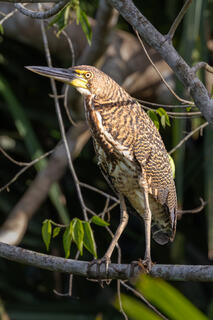 Rufescent Tiger-Heron