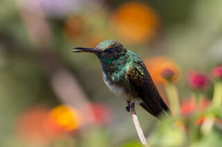 Snow-bellied Hummingbird
