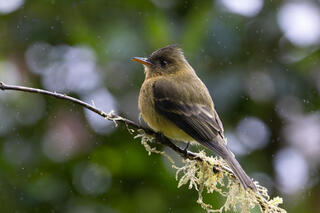 Ochraceous Pewee