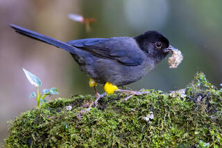 Yellow-thighed Brushfinch