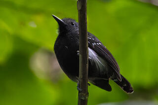 Antbirds