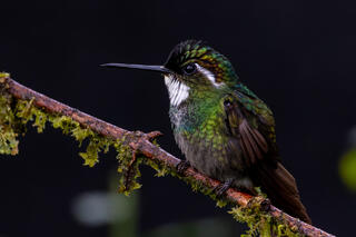 White-throated Mountain-gem