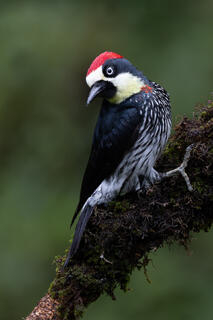 Acorn Woodpecker