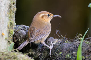 Ochraceous Wren