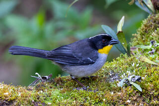 White-naped Brushfinch