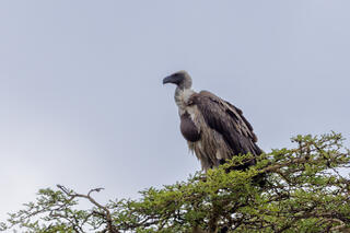 White-backed Vulture