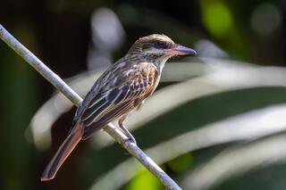 Streaked Flycatcher