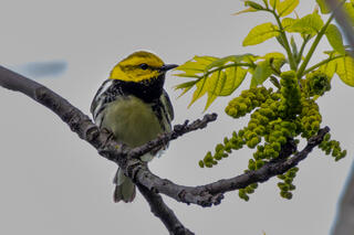 Black-throated Greeen Wabler