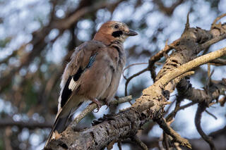 Eurasian Jay