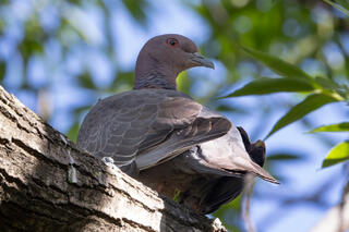 Picazuro Pigeon