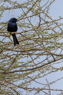 Drongos