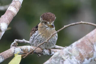 Western Striolated-Puffbird