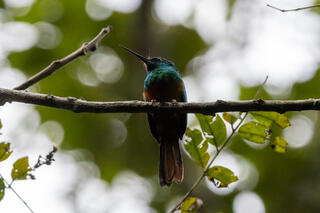 Bluish-fronted Jacamar