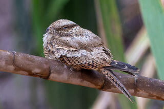 Nightjars