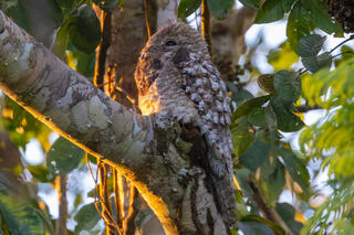 Potoos and Oilbird