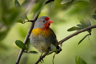 Green-winged Pytilia