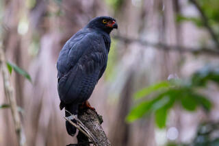 Slate-colored Hawk