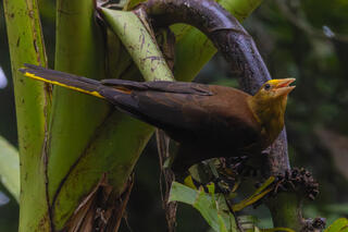 Russett-backed Oropendola