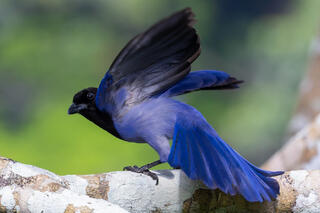 Violaceous Jay