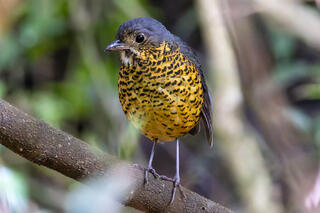 Gnateaters and Antpittas