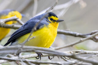 Spectacled Redstart