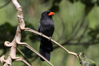 Black-fronted Nunbird