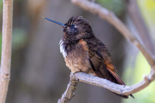 White-tufted Sunbeam