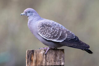 Spot-winged Pigeon