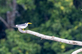 Large-billed Tern