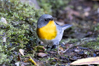 Flame-throated Warbler