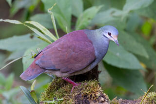 Buff-fronted Quail-Dove