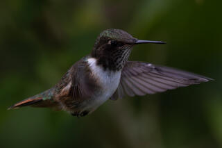 Volcano Hummingbird