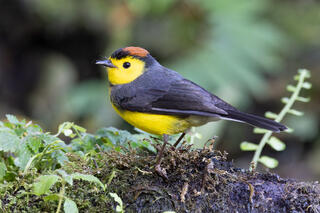 Collared Redstart