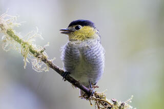 Barred Becard