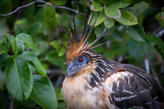 Hoatzin
