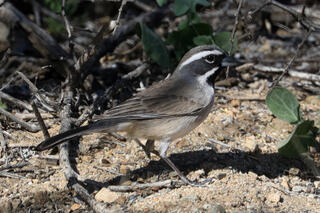 Black-throated Sparrow