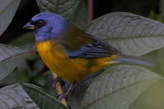 Blue-and-yellow Tanager