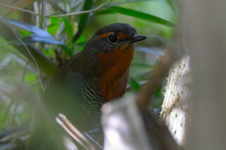 Chucao Tapaculo