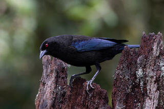 Bronzed Cowbird