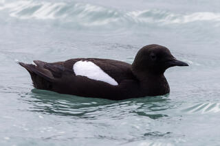 Black Guillemot