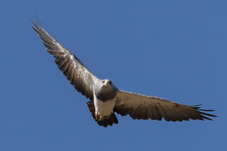 Black-chested Buzzard-Eagle