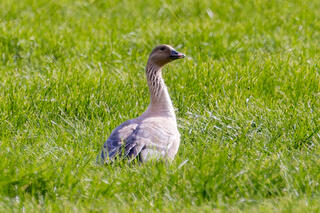 Pink-footed Goose