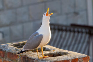 Yellow-legged Gull