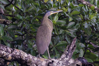 Bare-throated Tiger-heron