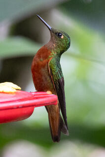 Chestnut-breasted Coronet