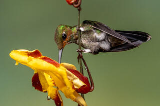 Green-crowned Brilliant